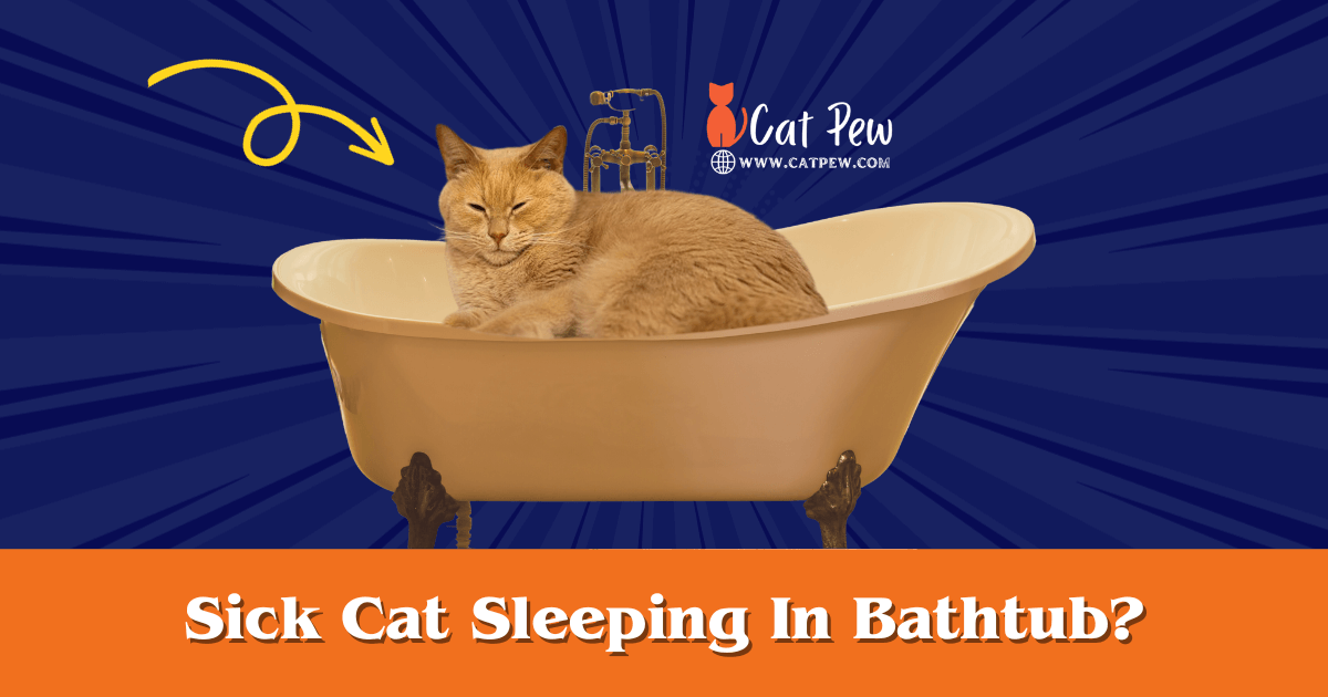 Sick Cat Sleeping in Bathtub