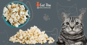Can Cats Have White Cheddar Popcorn
