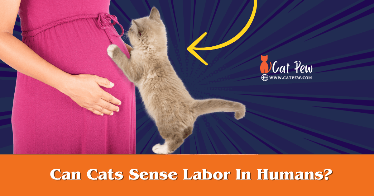 Can Cats Sense Labor In Humans