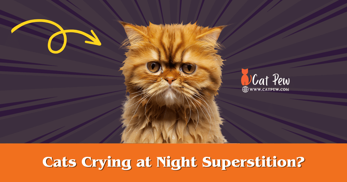 Cats Crying at Night Superstition