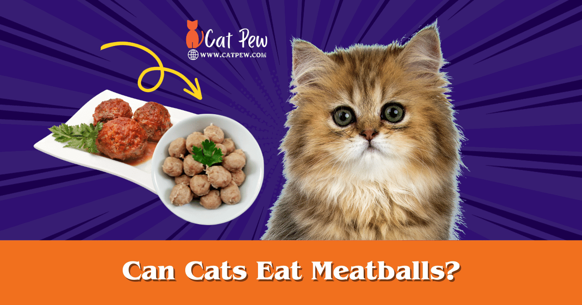 Can Cats Eat Meatballs
