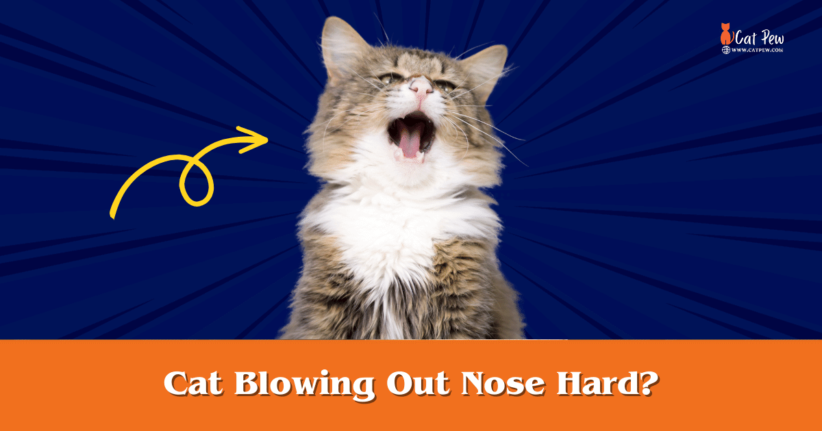 Cat Blowing Out Nose Hard