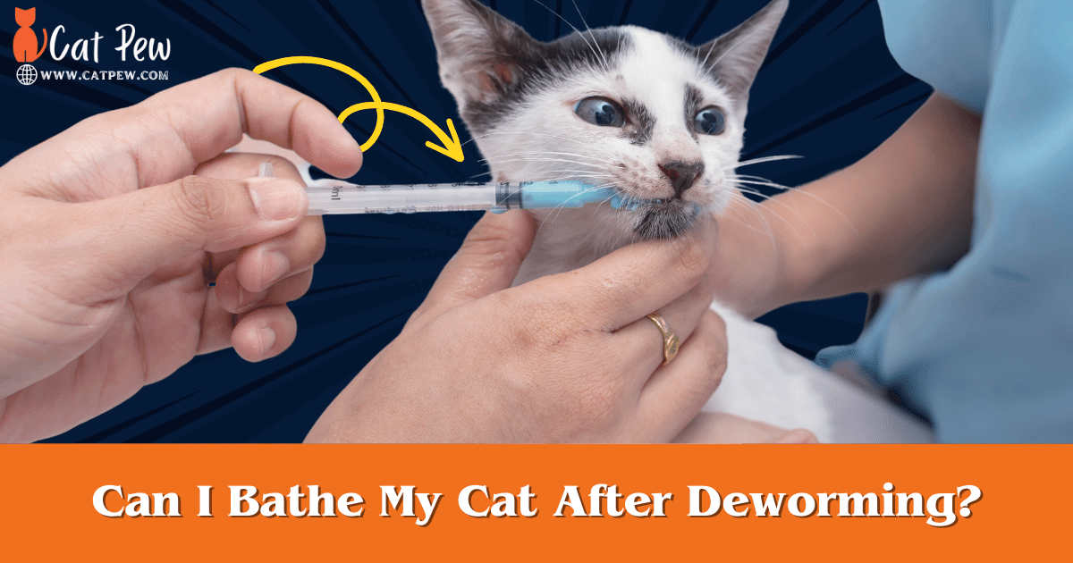 Can I Bathe My Cat After Deworming