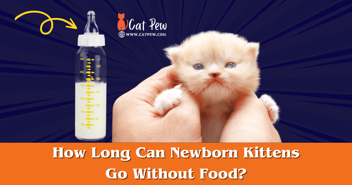 How Long Can Newborn Kittens Go Without Food