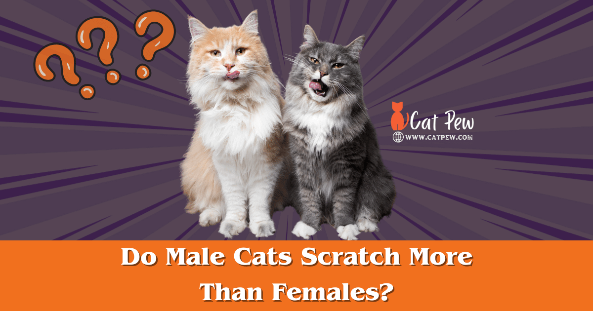 Do Male Cats Scratch More Than Females