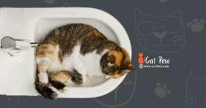 Sick Cat Sleeping in Bathtub