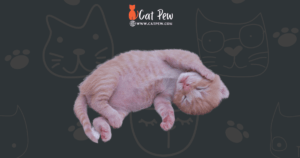 How Long Can Newborn Kittens Go Without Food