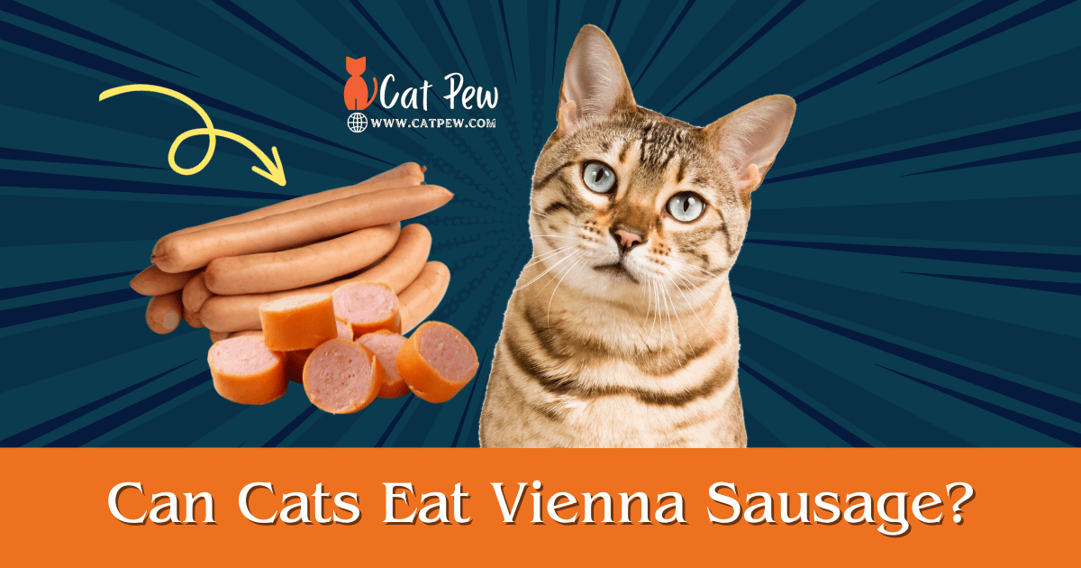 Can Cats Eat Vienna Sausage