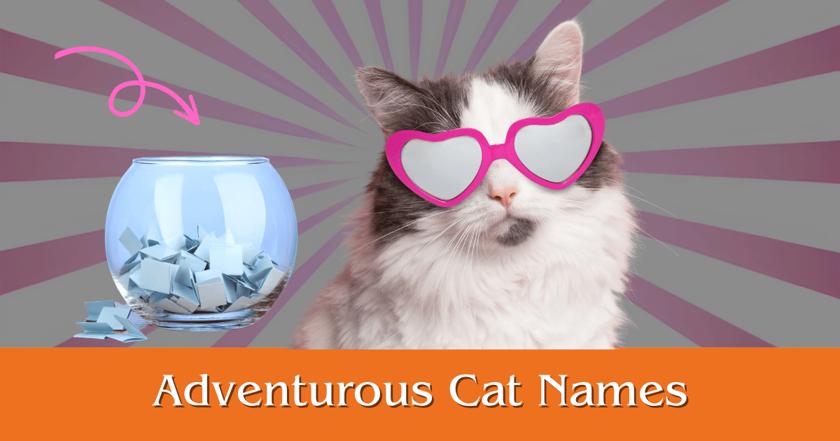 Adventurous Cat Names