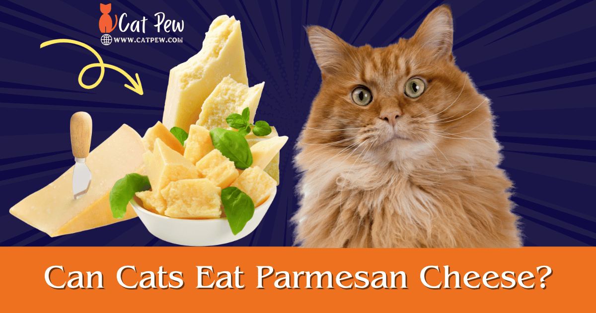 Can Cats Eat Parmesan Cheese