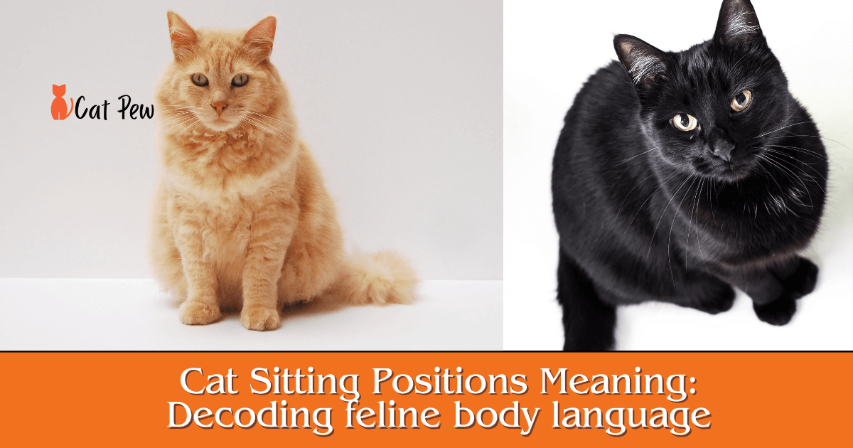 Cat Sitting Positions Meaning