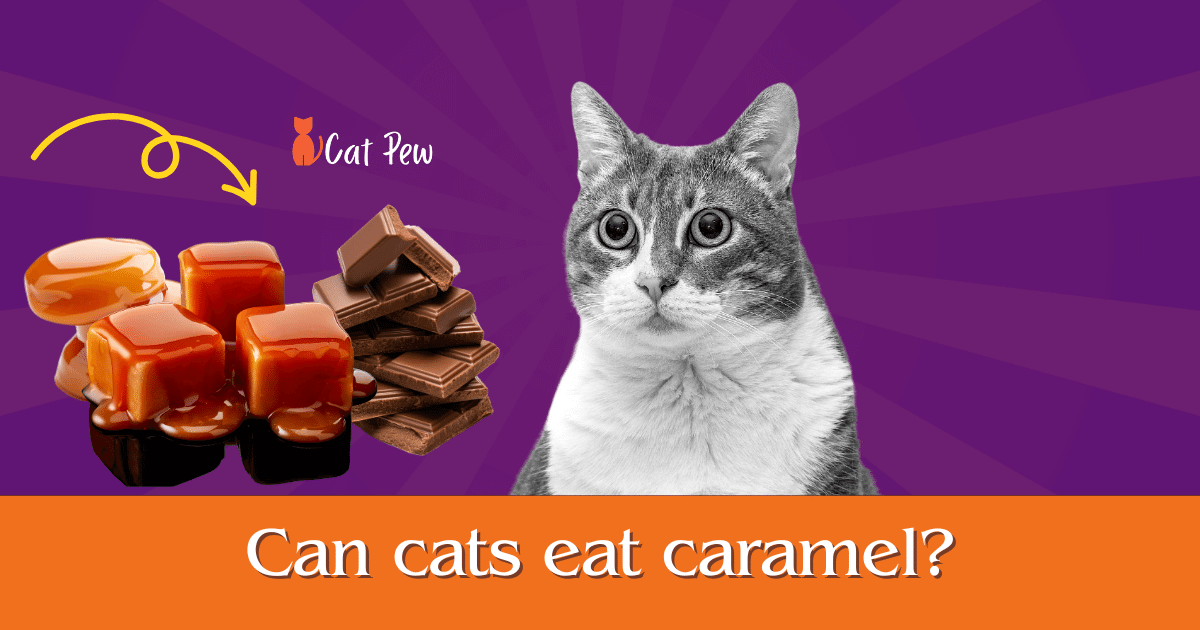 Can Cats Eat Caramel