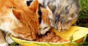 What Do Cats Taste Like? The Surprising Truth Revealed!