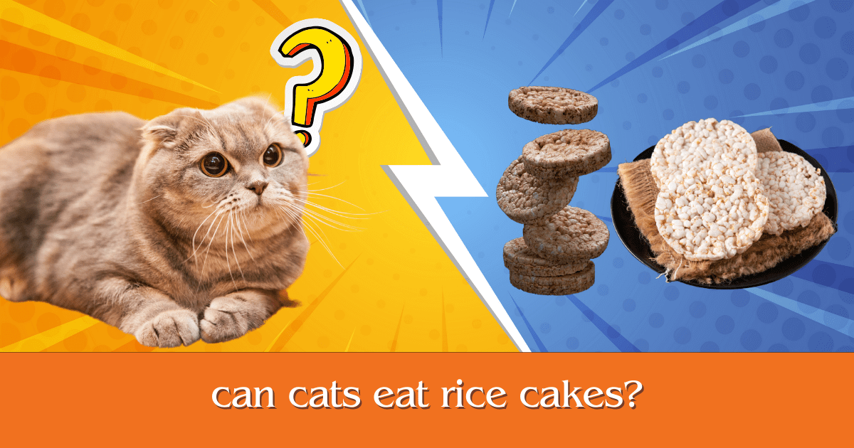 can cats eat rice cakes
