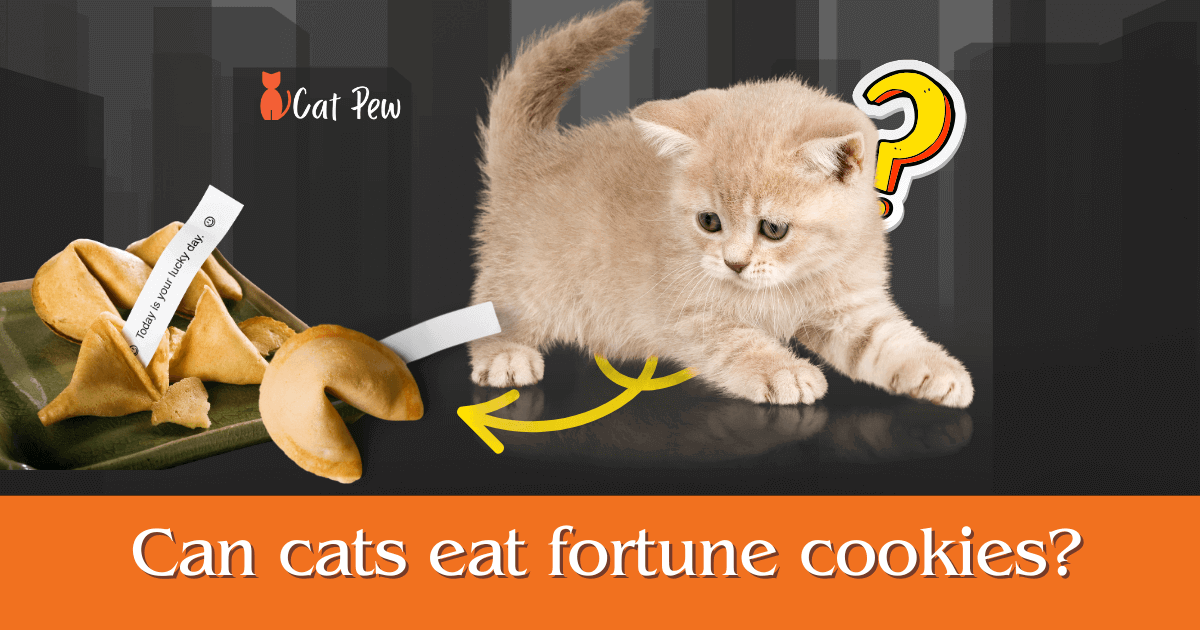 can cats eat fortune cookies