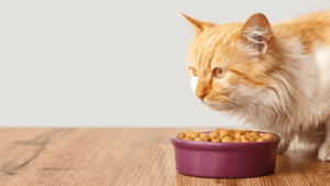 Is It Safe to Wash Cat Dishes With Human Dishes? A Comprehensive Guide