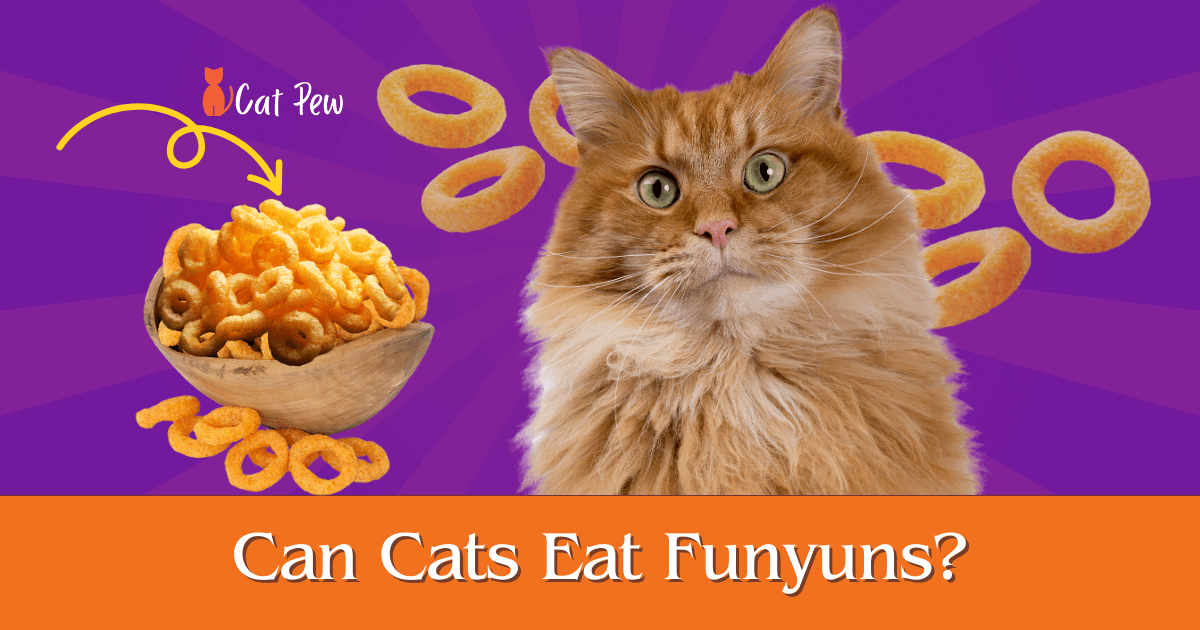 Can Cats Eat Funyuns