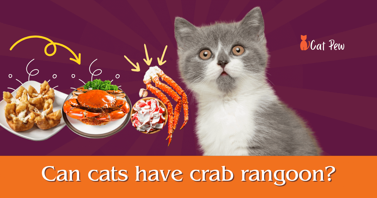can cats have crab rangoon