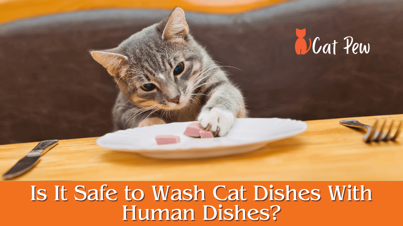 Is It Safe to Wash Cat Dishes With Human Dishes? A Comprehensive Guide