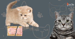 Can Cats Eat Pop Tarts?