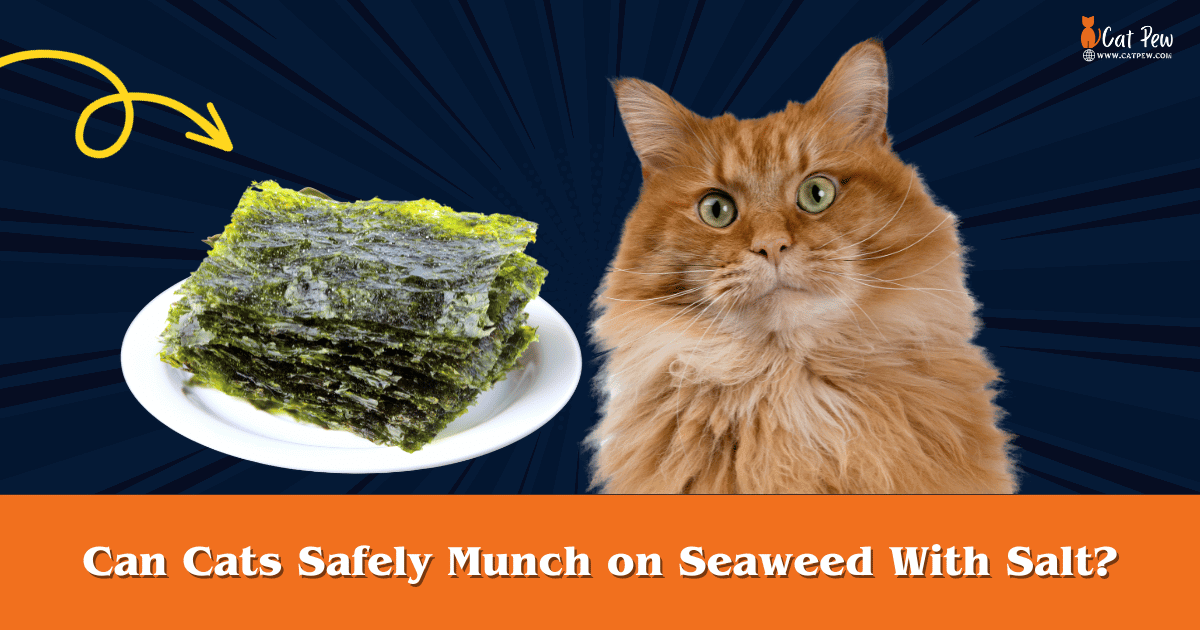 Can Cats Safely Munch on Seaweed With Salt
