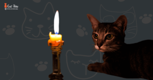 How Do Cats See Fire