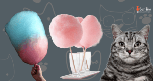 Can Cats Eat Cotton Candy