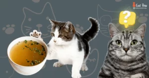 How To Dilute Chicken Broth For Cats