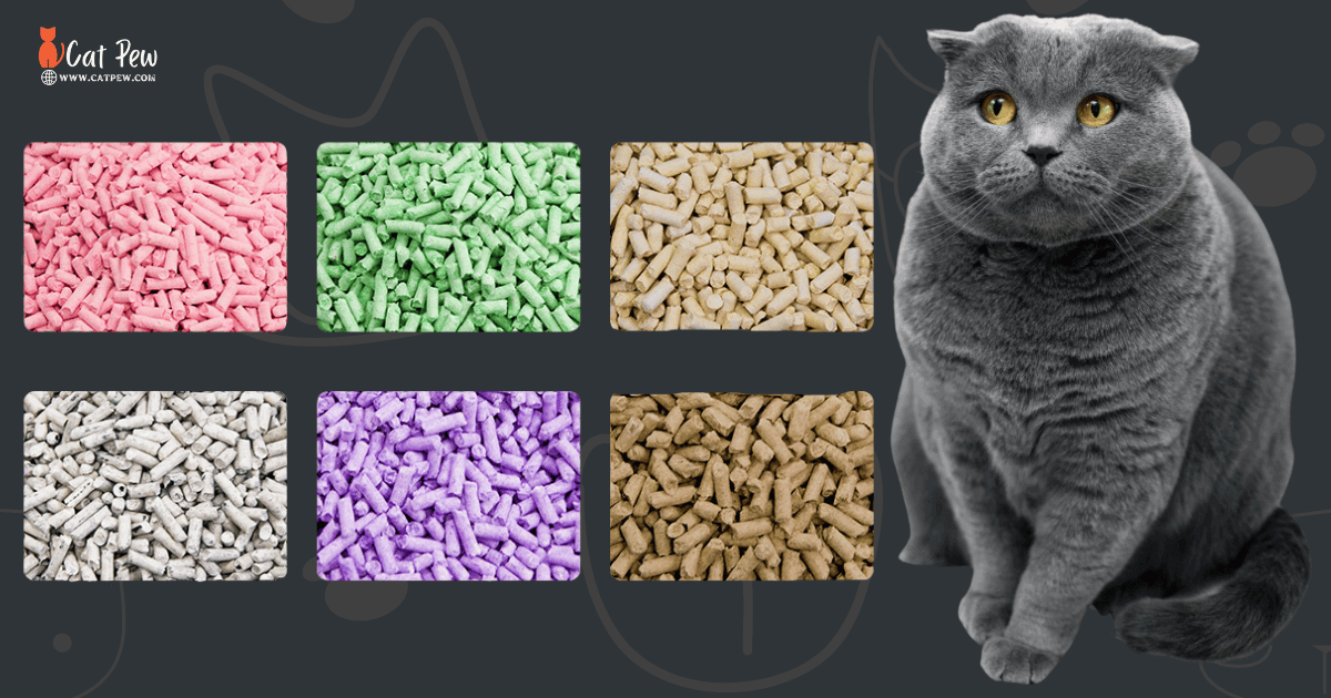 Why Is Cat Litter So Expensive? Hidden Costs