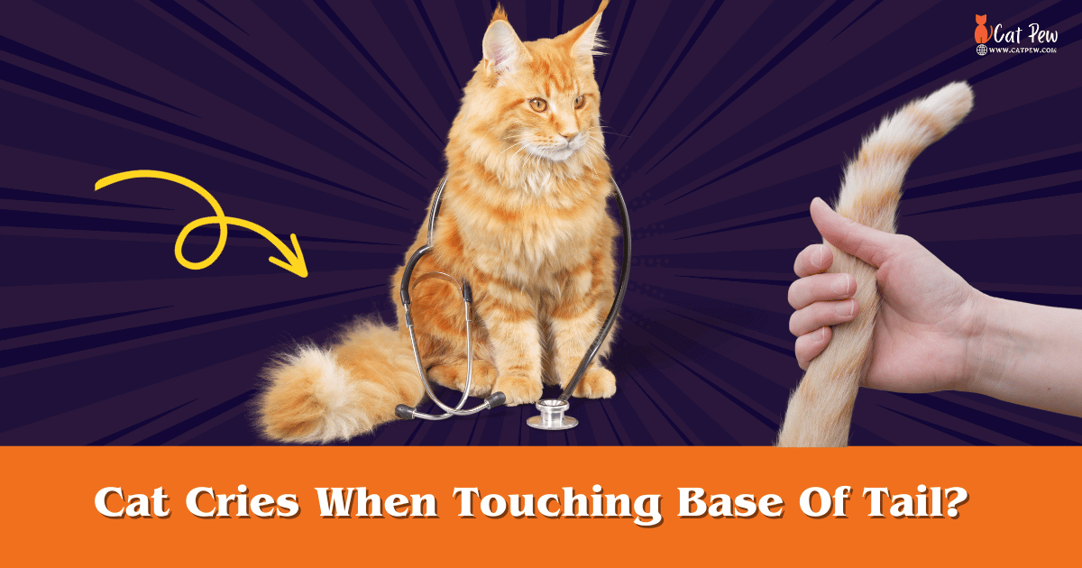 Cat Cries When Touching Base Of Tail