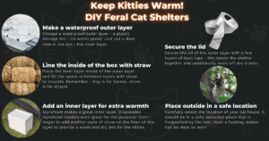 How To Keep Outside Cats Warm In Winter