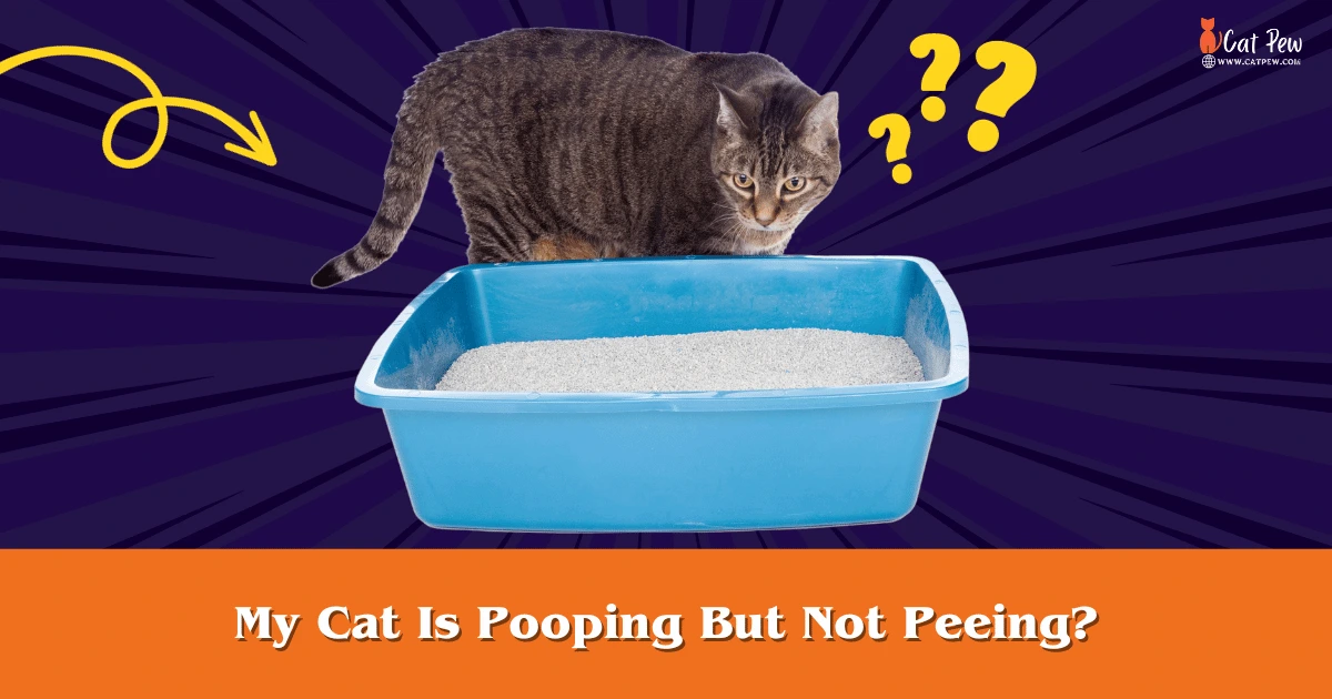 My Cat Is Pooping But Not Peeing