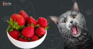 Can Cats Have Strawberries
