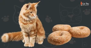 Can Cats Eat Bagels