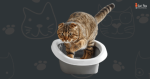 Can Cat Urine Get You High