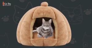 How To Heat A Cat House Without Electricity