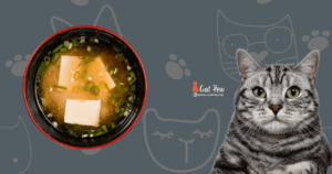 Can Cats Have Miso Soup