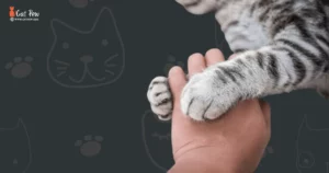 Are Cat Scratches Dangerous