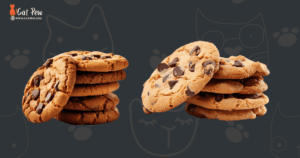 Can Cats Eat Chocolate Chip Cookies