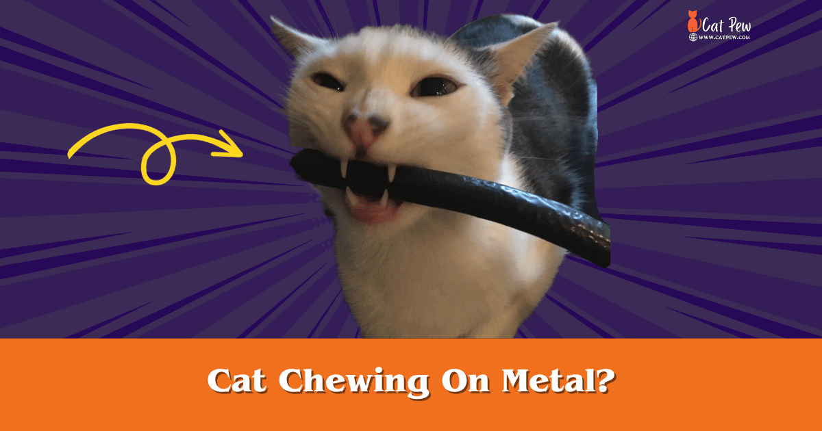 Cat Chewing On Metal