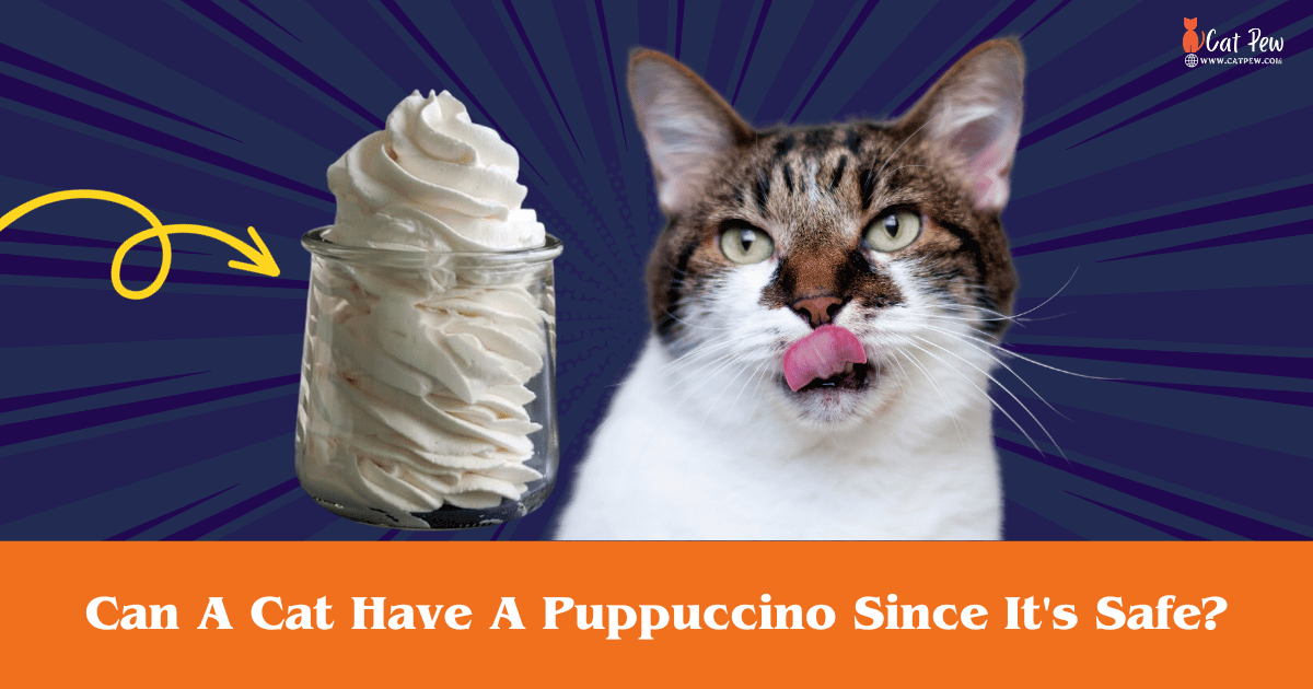 Can A Cat Have A Puppuccino Since It's Safe