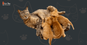 Why Do Mother Cats Hide Their Kittens