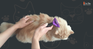 Is The Furminator Bad For Cats
