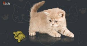 How Many Greenies Per Day Cat