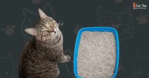Does Cat Pee Make You High