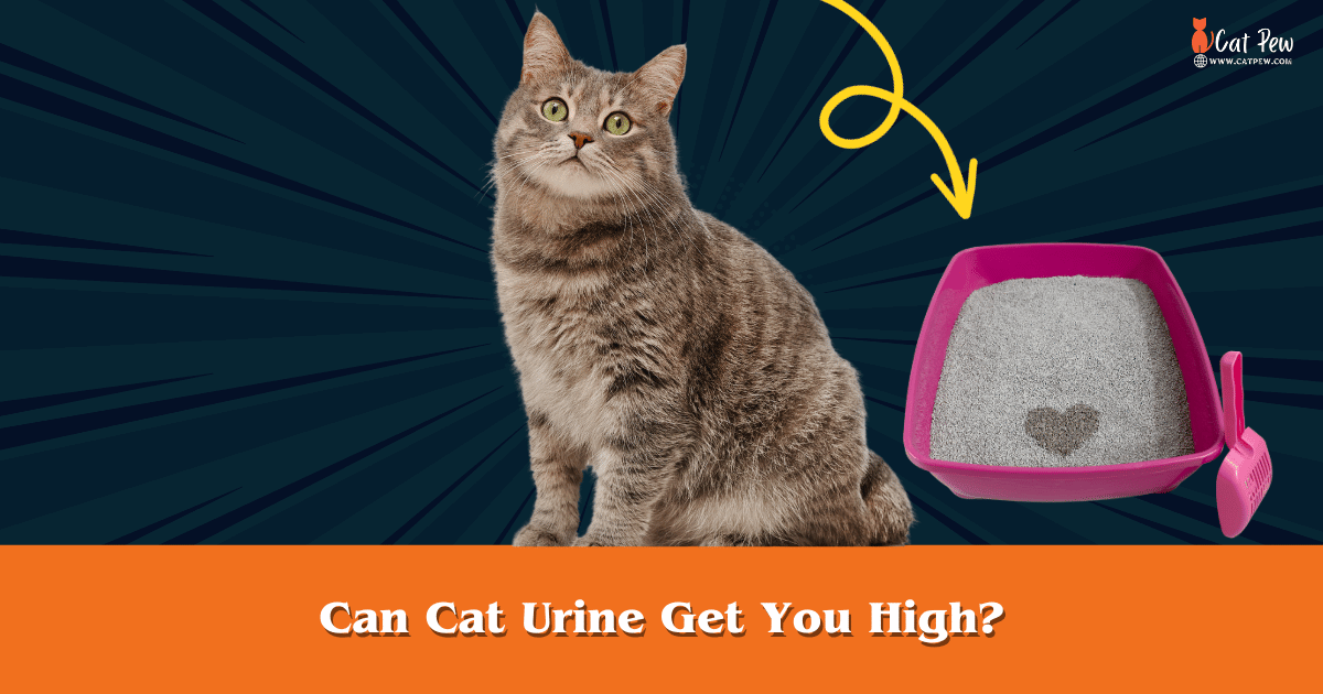 Can Cat Urine Get You High