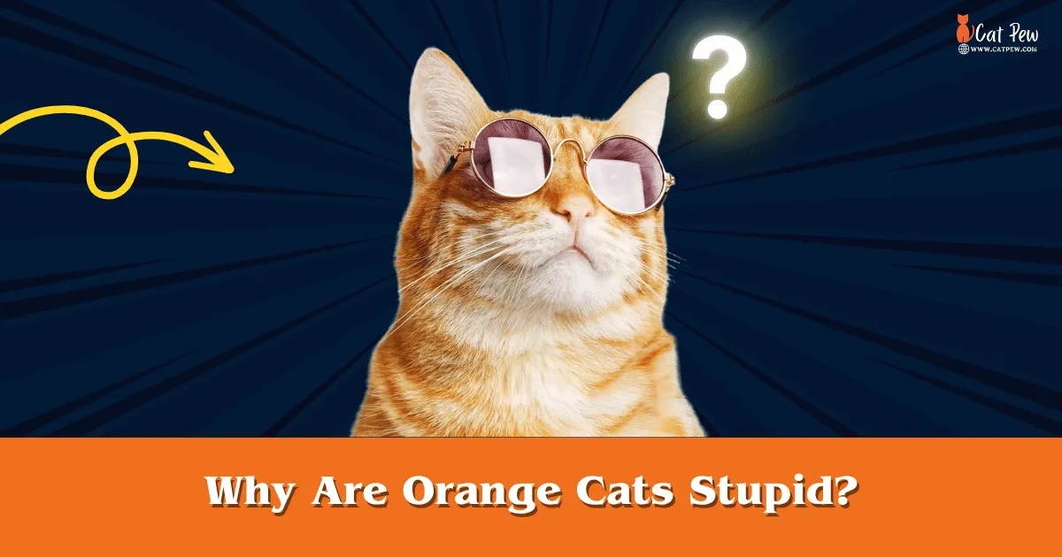 Why Are Orange Cats Stupid