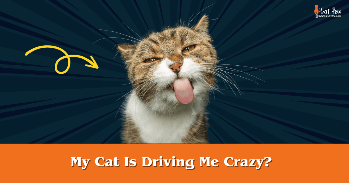 My Cat Is Driving Me Crazy