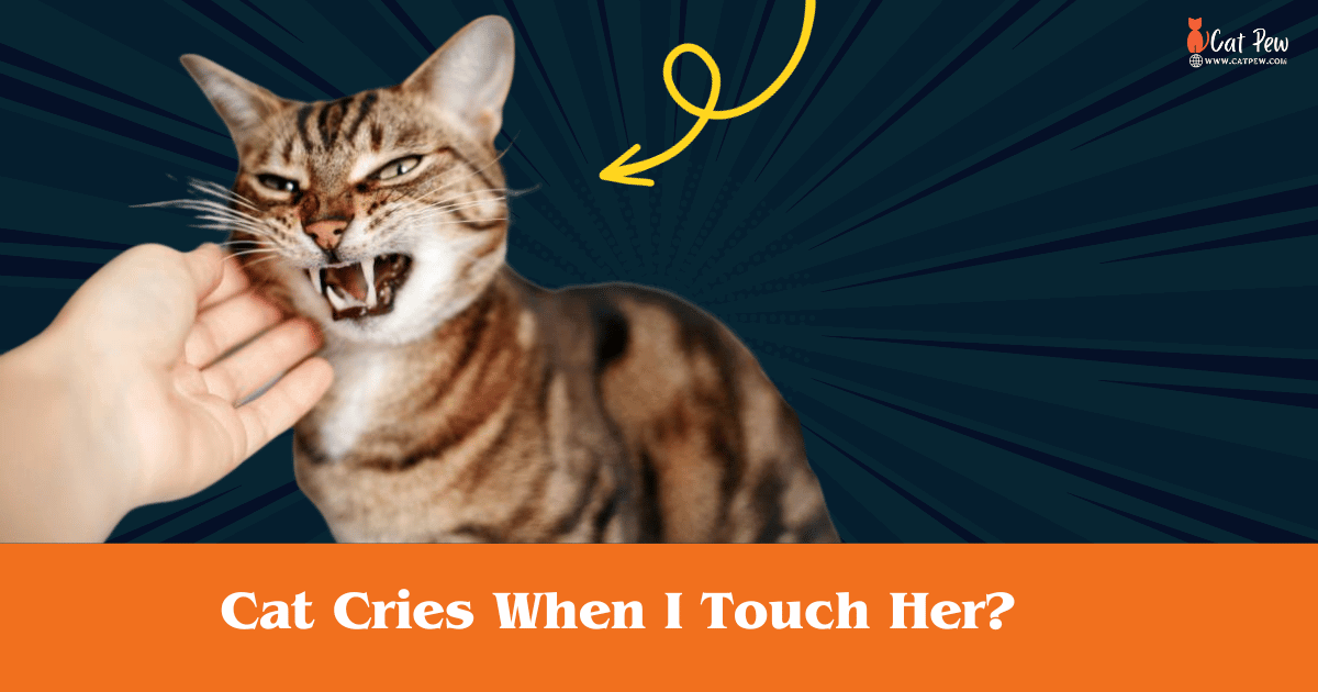Cat Cries When I Touch Her