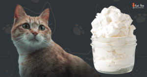Can A Cat Have A Puppuccino Since It's Safe